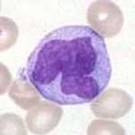 monocyte‎