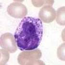 basophil‎