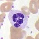 neutrophil‎